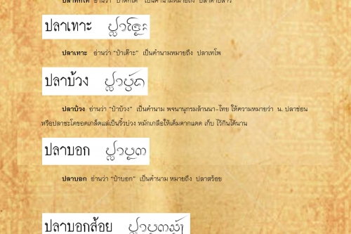 ปลาทกโท ปลาบอกสร้อย - 2 กรกฎาคม 2562