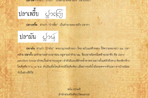 ปลาเพ้า ปลามัน - 16 กรกฎาคม 2562